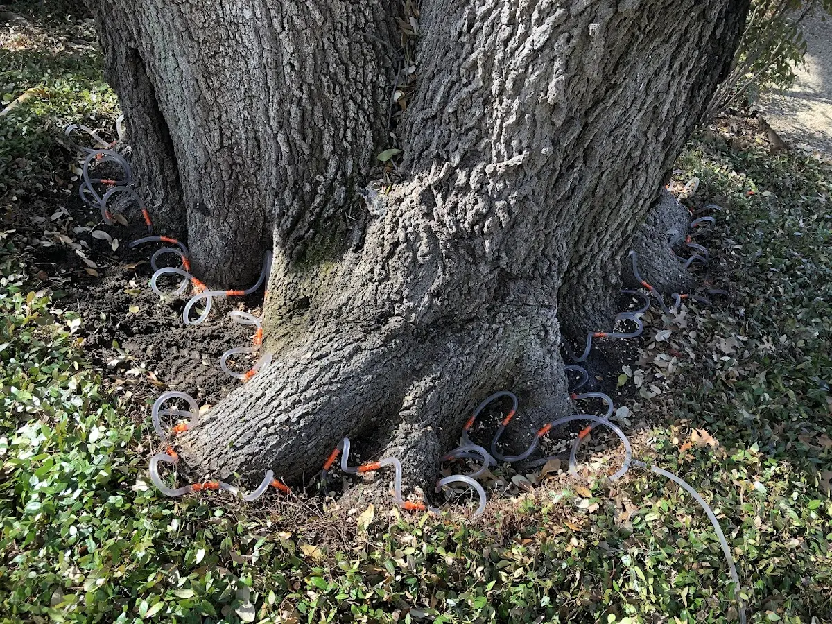 Detailed Tree Cabling and Bracing job site in Knights Landing