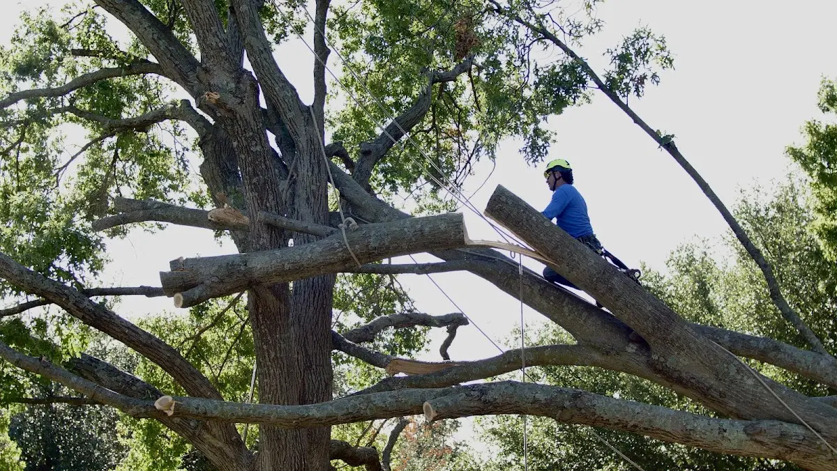 Professional Crown Thinning performed by certified arborists in Knights Landing