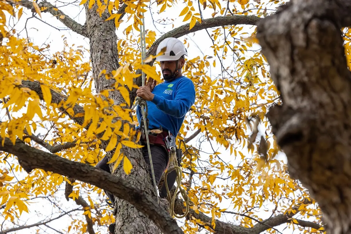 Skilled Tree Transplanting crew working in Knights Landing